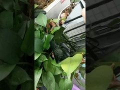 超輝く黒い粉末塗料